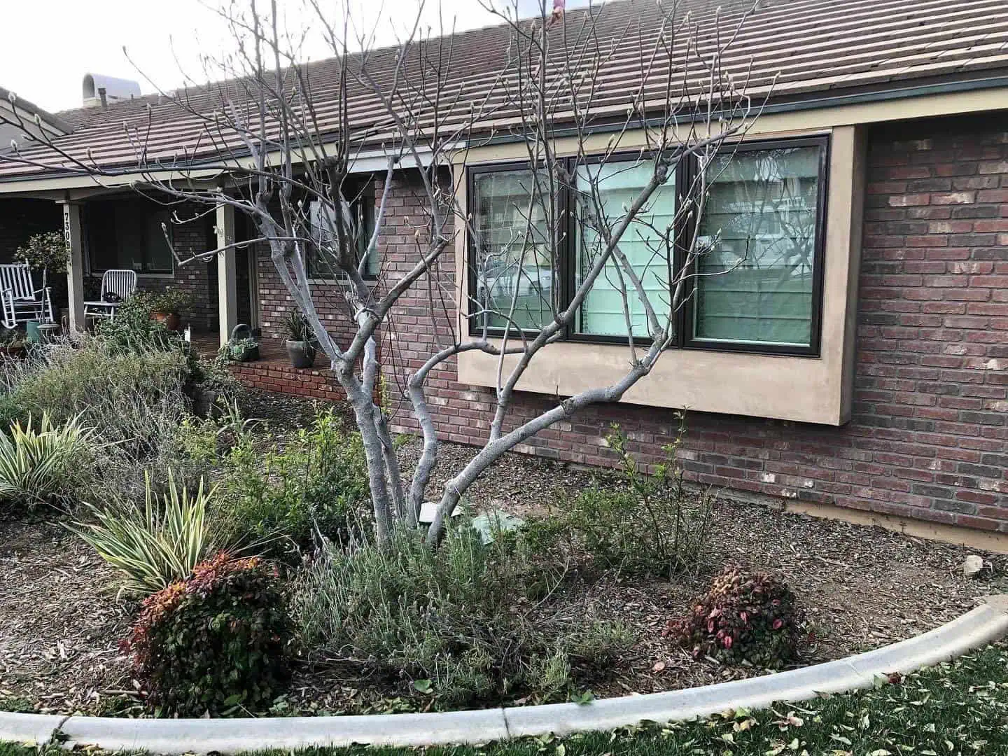 A tree in front of a house with windows.