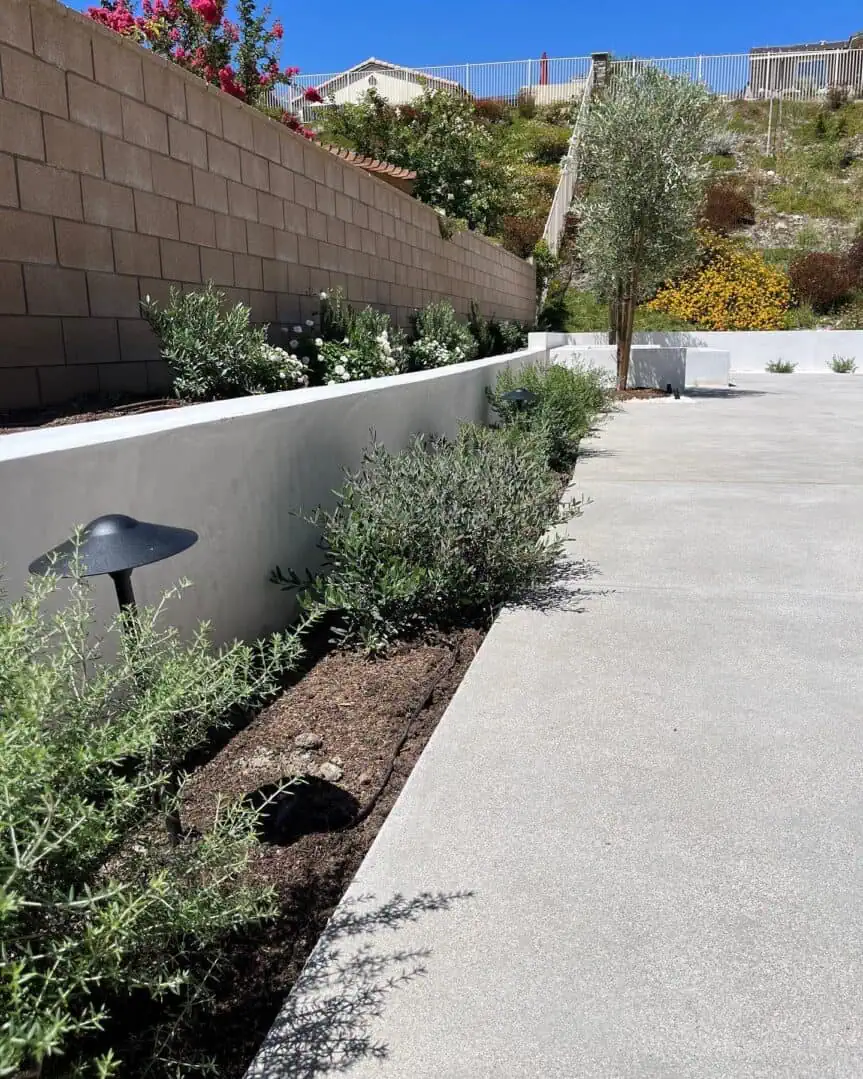 A walkway with plants and bushes growing in it.